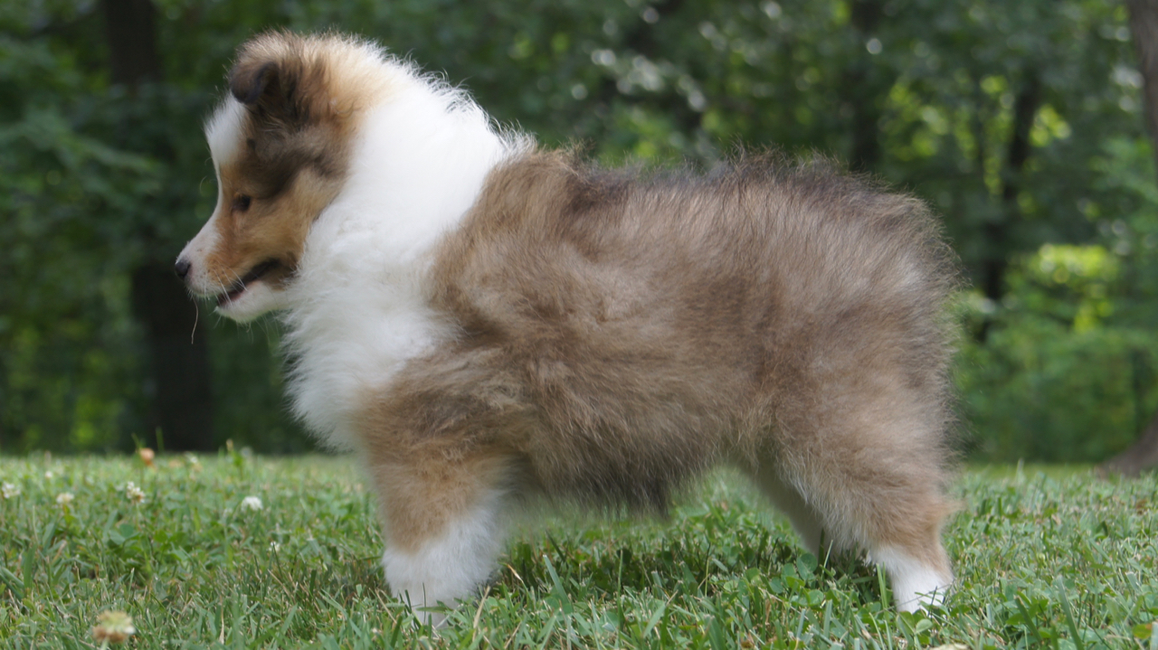 Heatherland shelties best sale