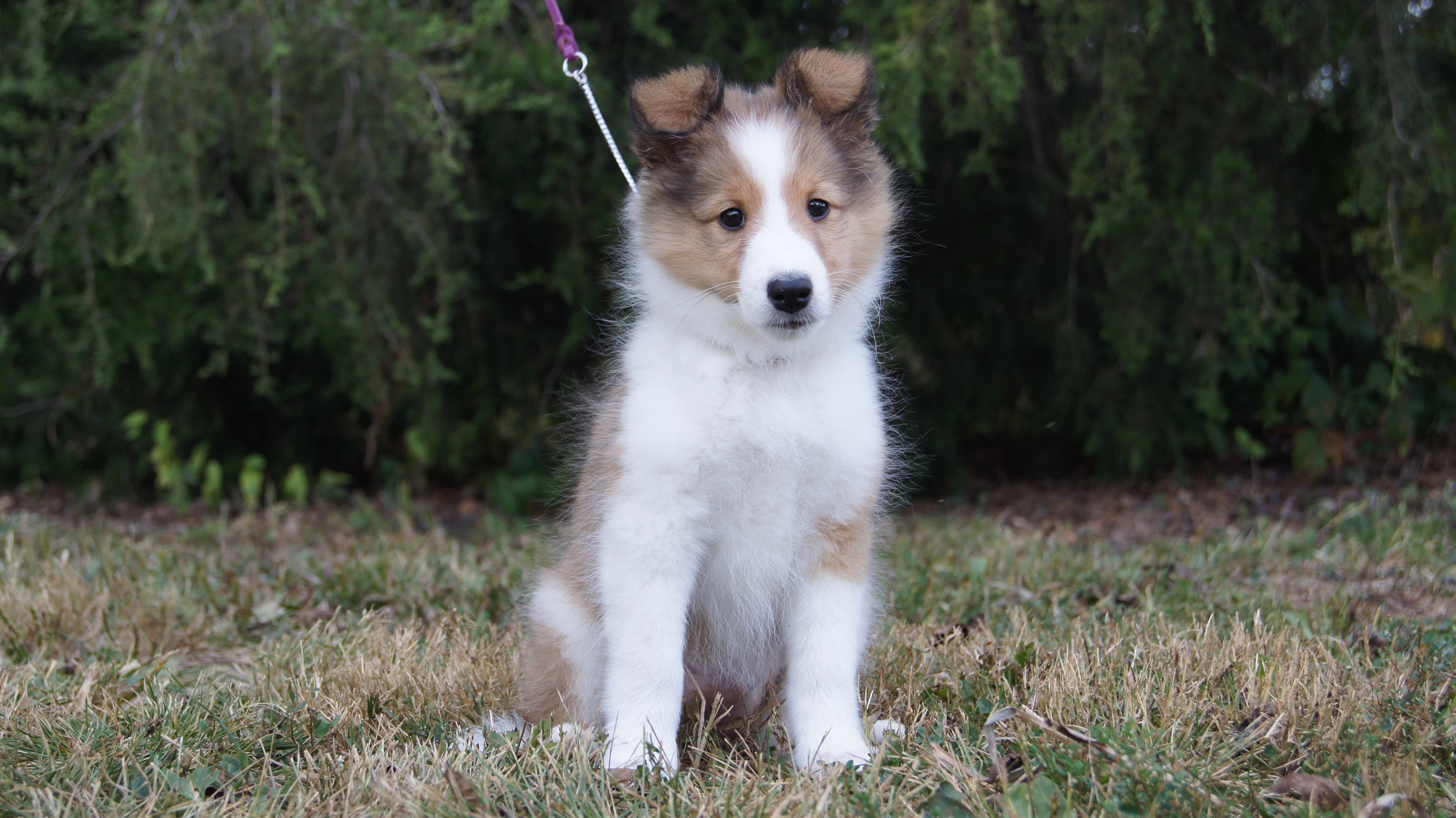 Heatherland shelties hot sale