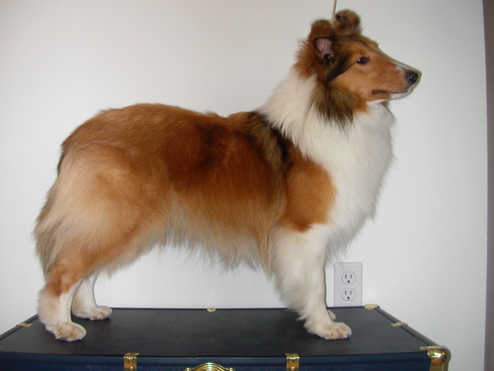 Sheltie 2024 blowing coat